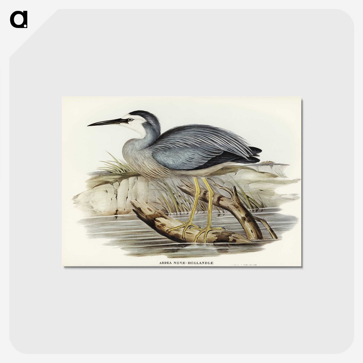2-82_John-Gould_postcard
