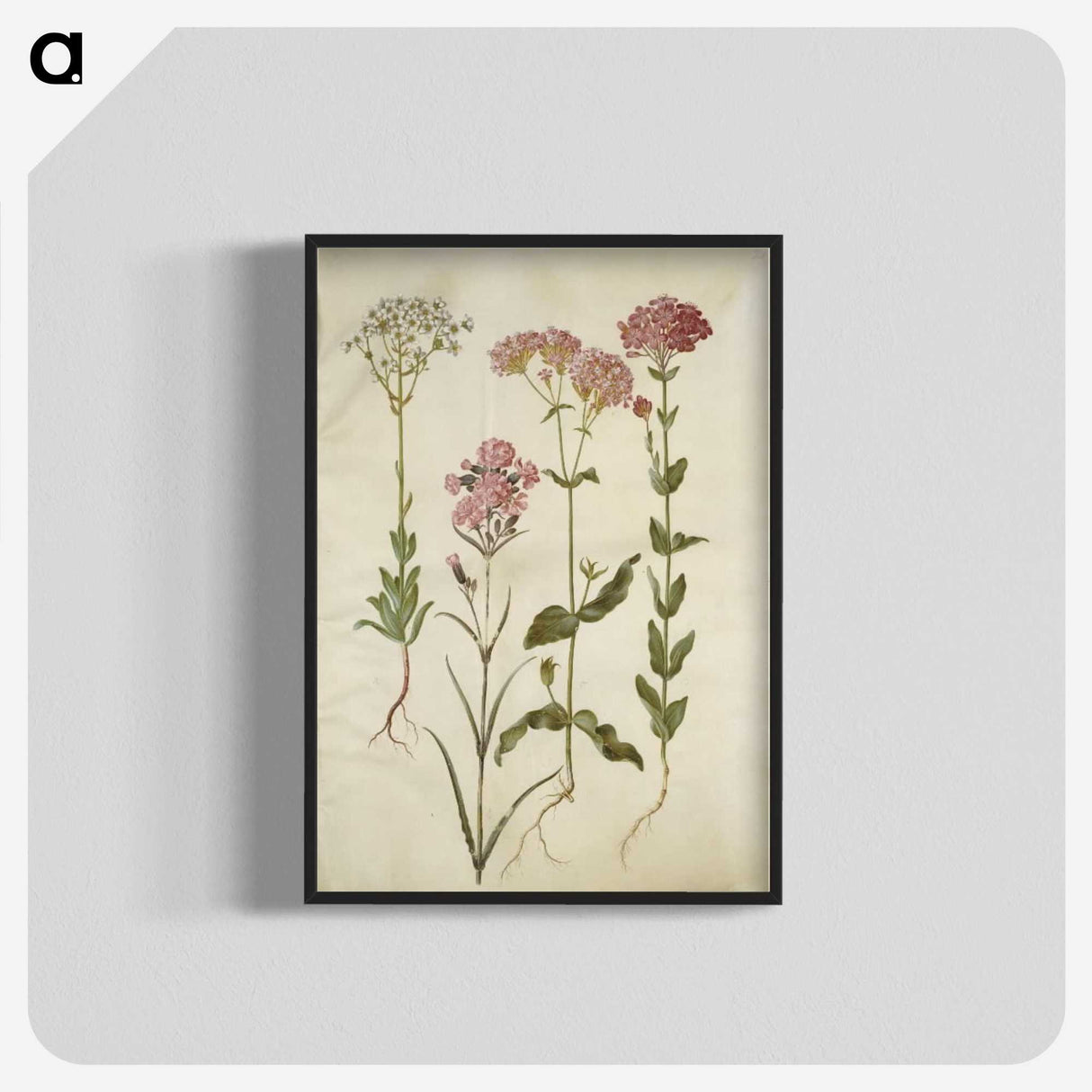 2-82_Maria-Sibylla-Merian_blk-crop