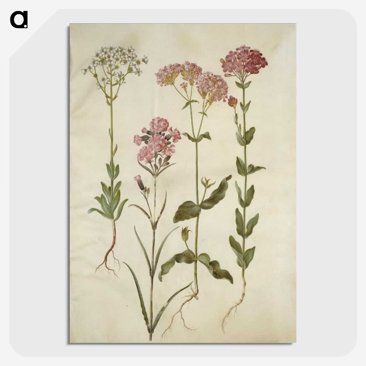 2-82_Maria-Sibylla-Merian_picture-crop