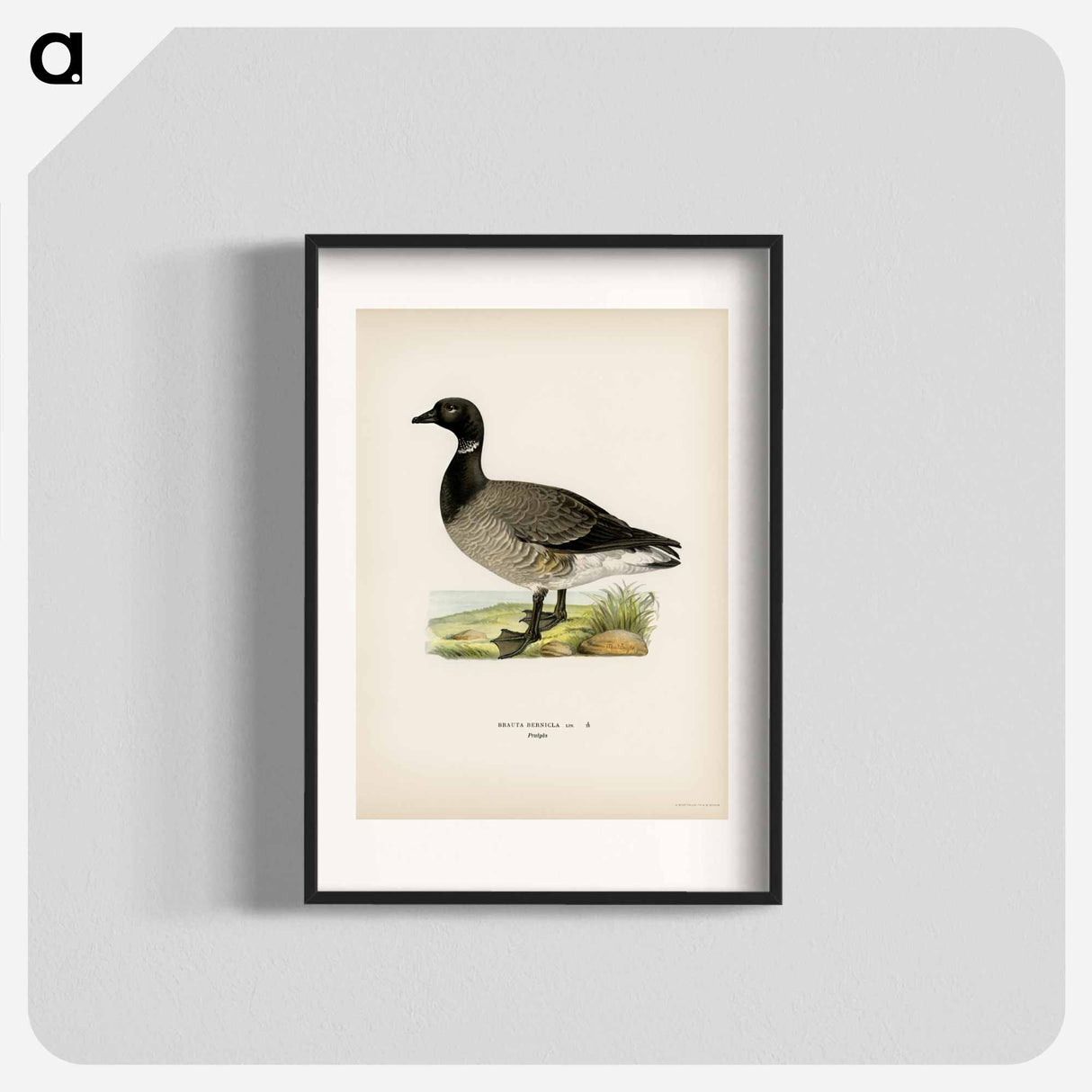 アートポスター-Brant Goose
- スヴェンスカ フォグラル Poster.