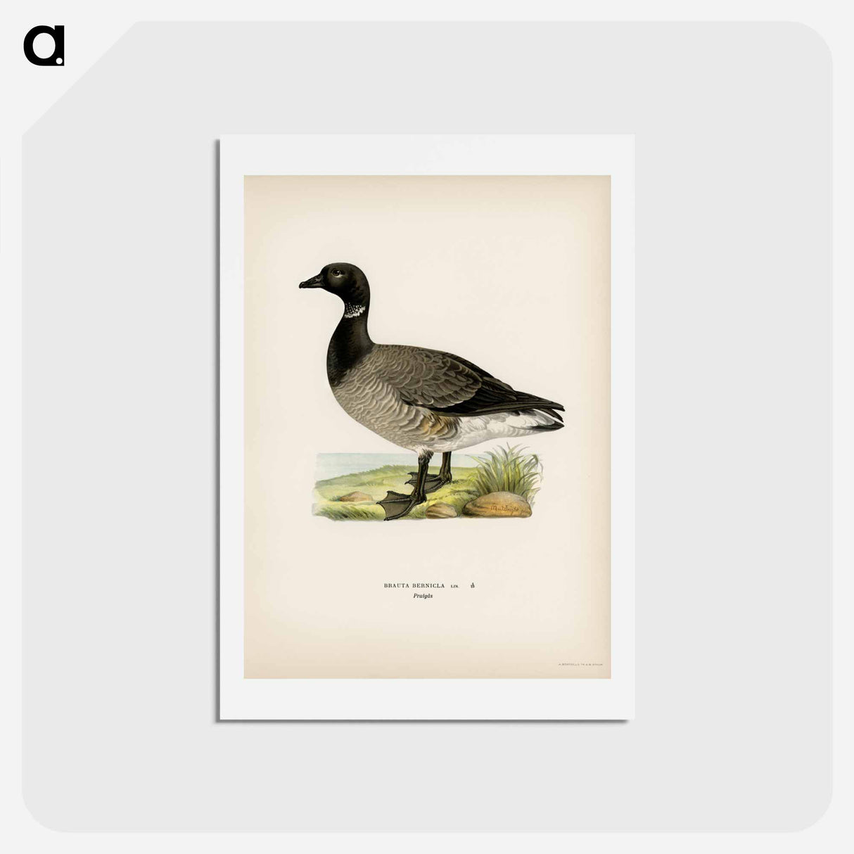 アートポストカード-Brant Goose
- スヴェンスカ フォグラル Postcard.