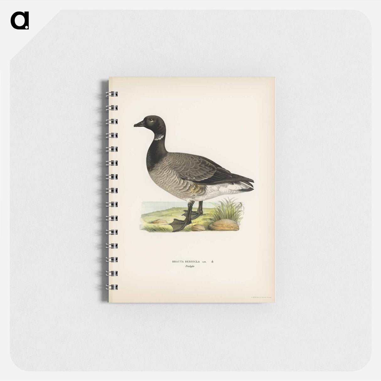アートメモ帳-Brant Goose
- スヴェンスカ フォグラル Memo.