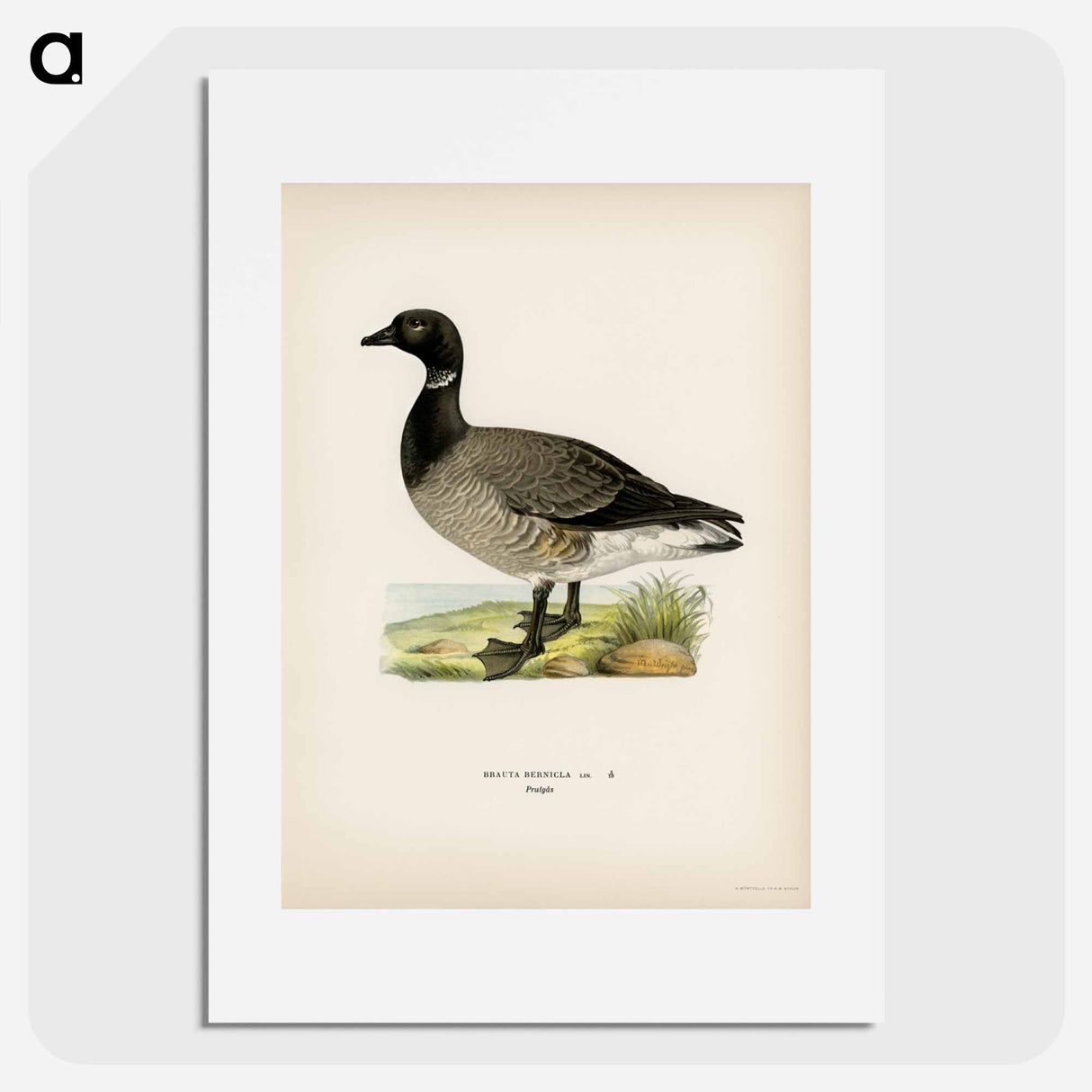 アートポスター-Brant Goose
- スヴェンスカ フォグラル Poster.
