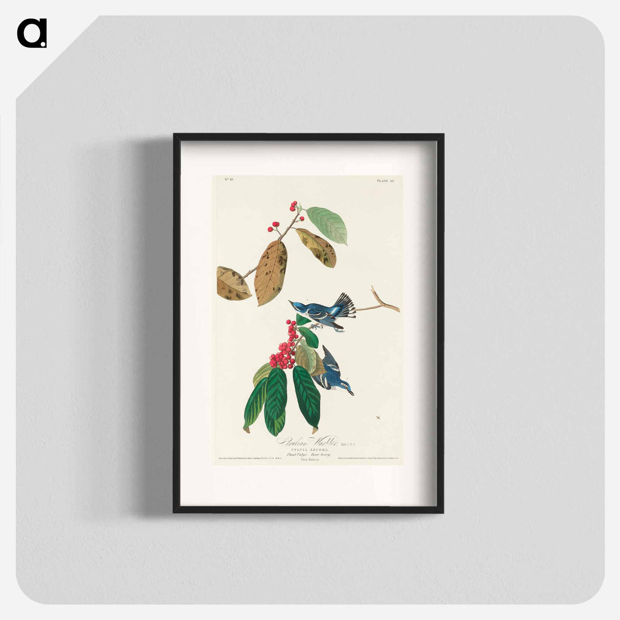 アートポスター-Azure Warbler from Birds of America
- アメリカの鳥たち Poster.