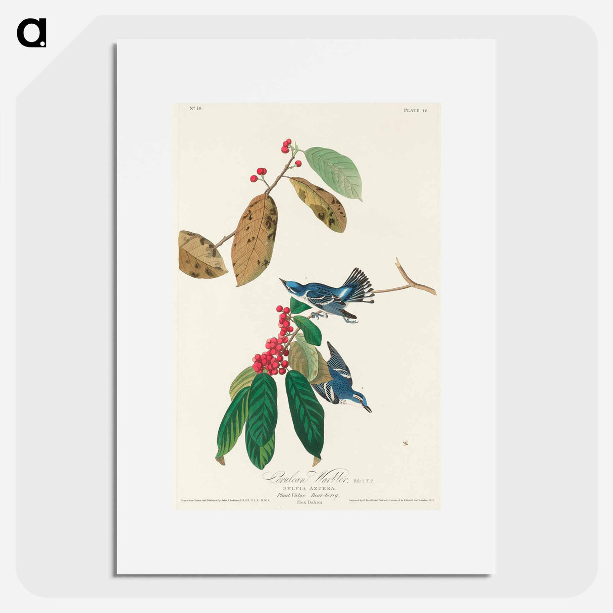 アートポスター-Azure Warbler from Birds of America
- アメリカの鳥たち Poster.