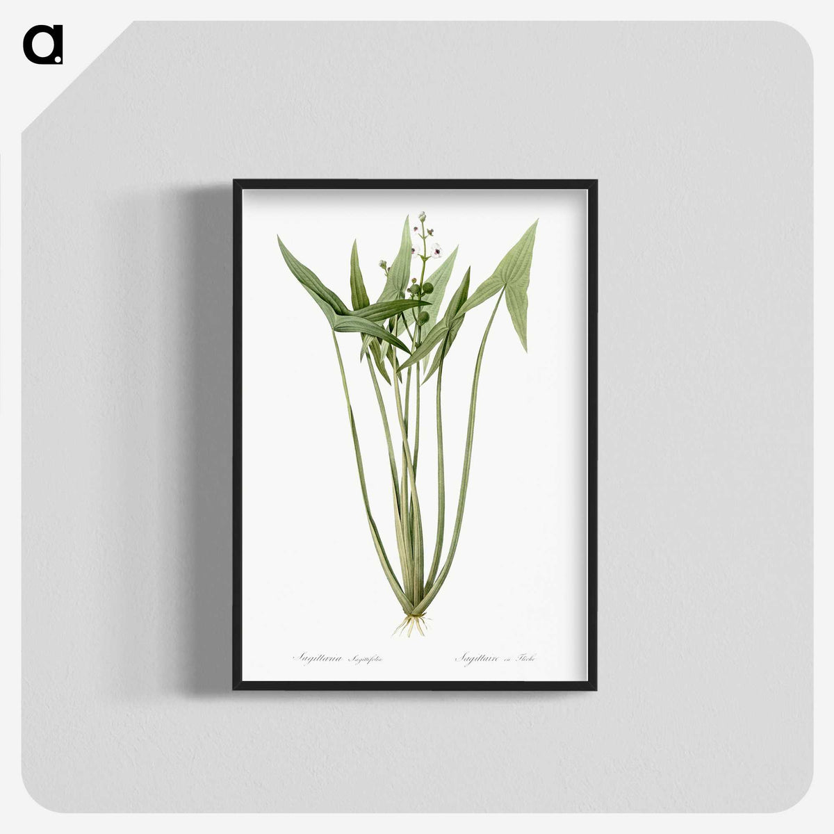 2-82_The-Lilies_blk-crop