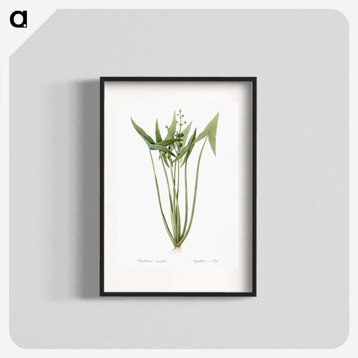2-82_The-Lilies_blk