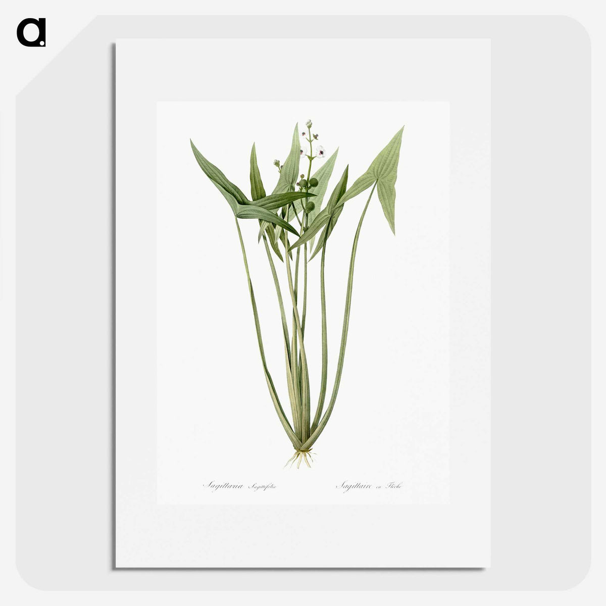 2-82_The-Lilies_picture