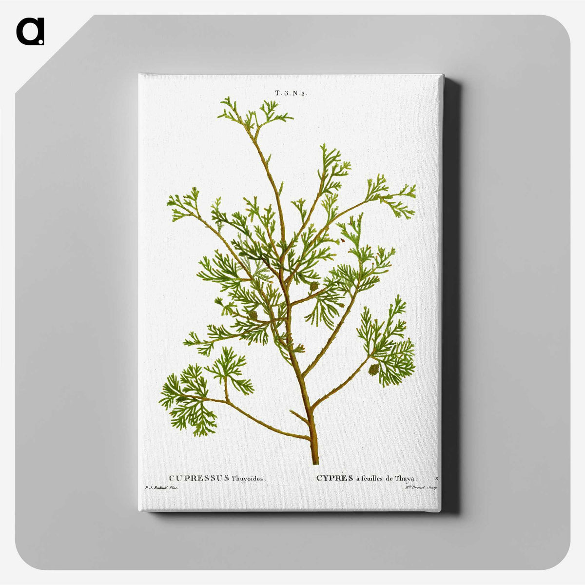 2-82_Treatise-on-Trees-and-Shrubs_canvas