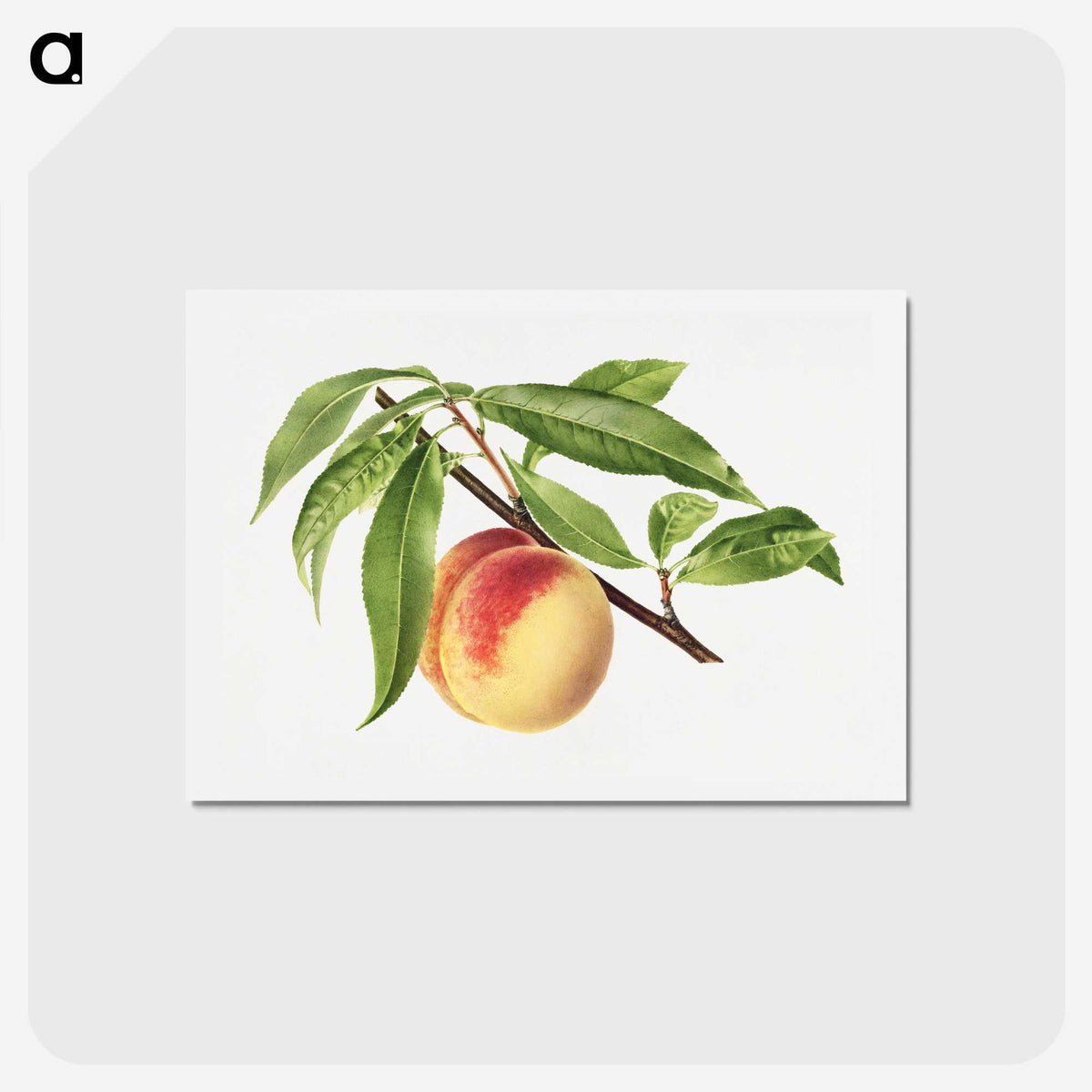 2-82_USDA-Watercolor-Fruit-Painting-Collection_hagaki