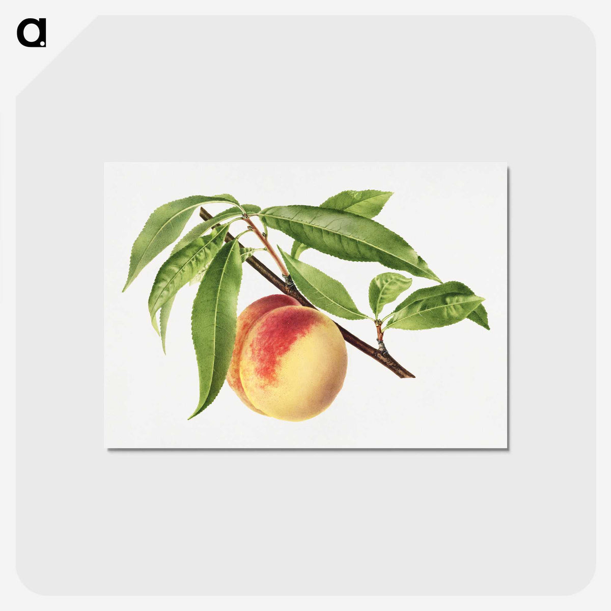 2-82_USDA-Watercolor-Fruit-Painting-Collection_postcard