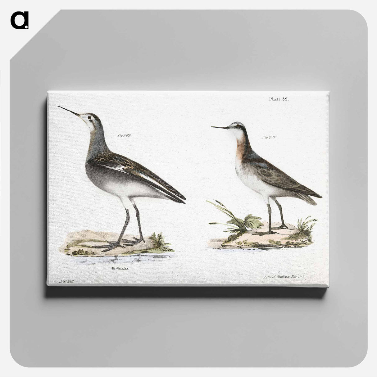 Wilson's Holopode - ニューヨークの動物学 Canvas.