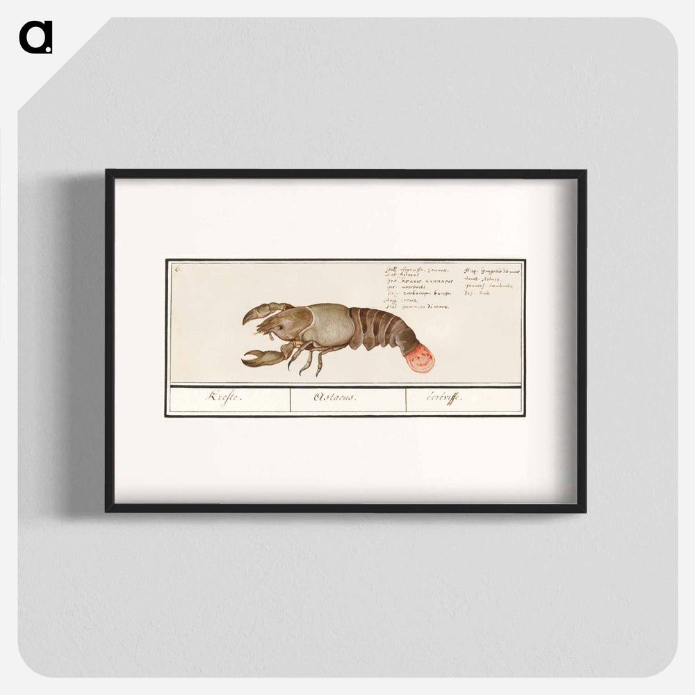 Lobster - アンセルムス ボエティウス デ ブート Poster.