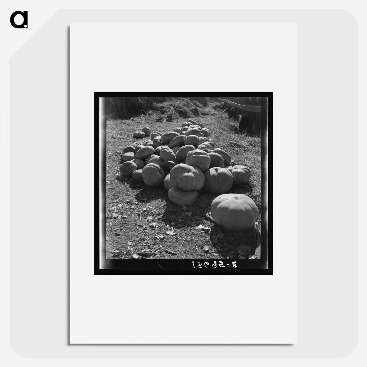 2-83_Dorothea-Lange_picture