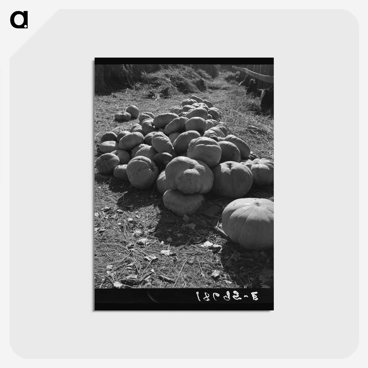 2-83_Dorothea-Lange_postcard