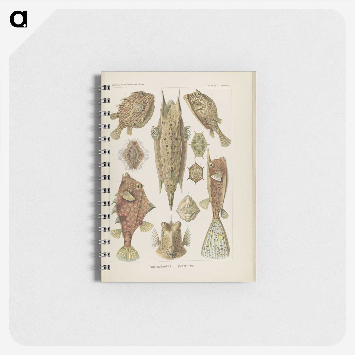 2-83_Ernst-Haeckel_memo