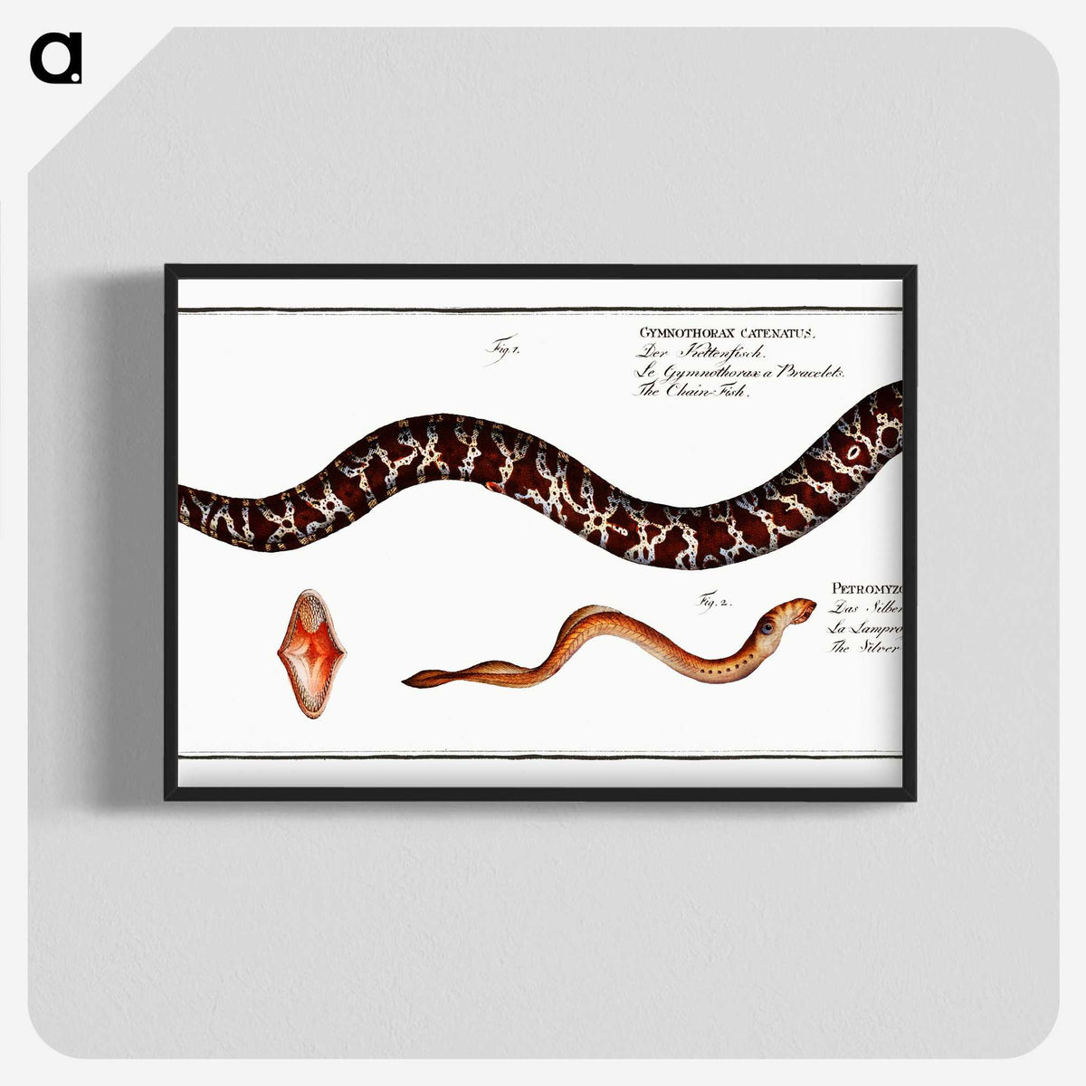 2-83_Ichtyologie-ou-Histoire-naturelle_blk-crop