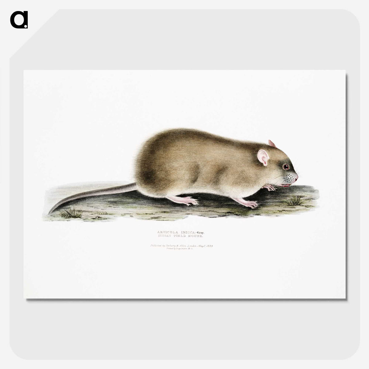 2-83_Indian-Zoology_picture-crop