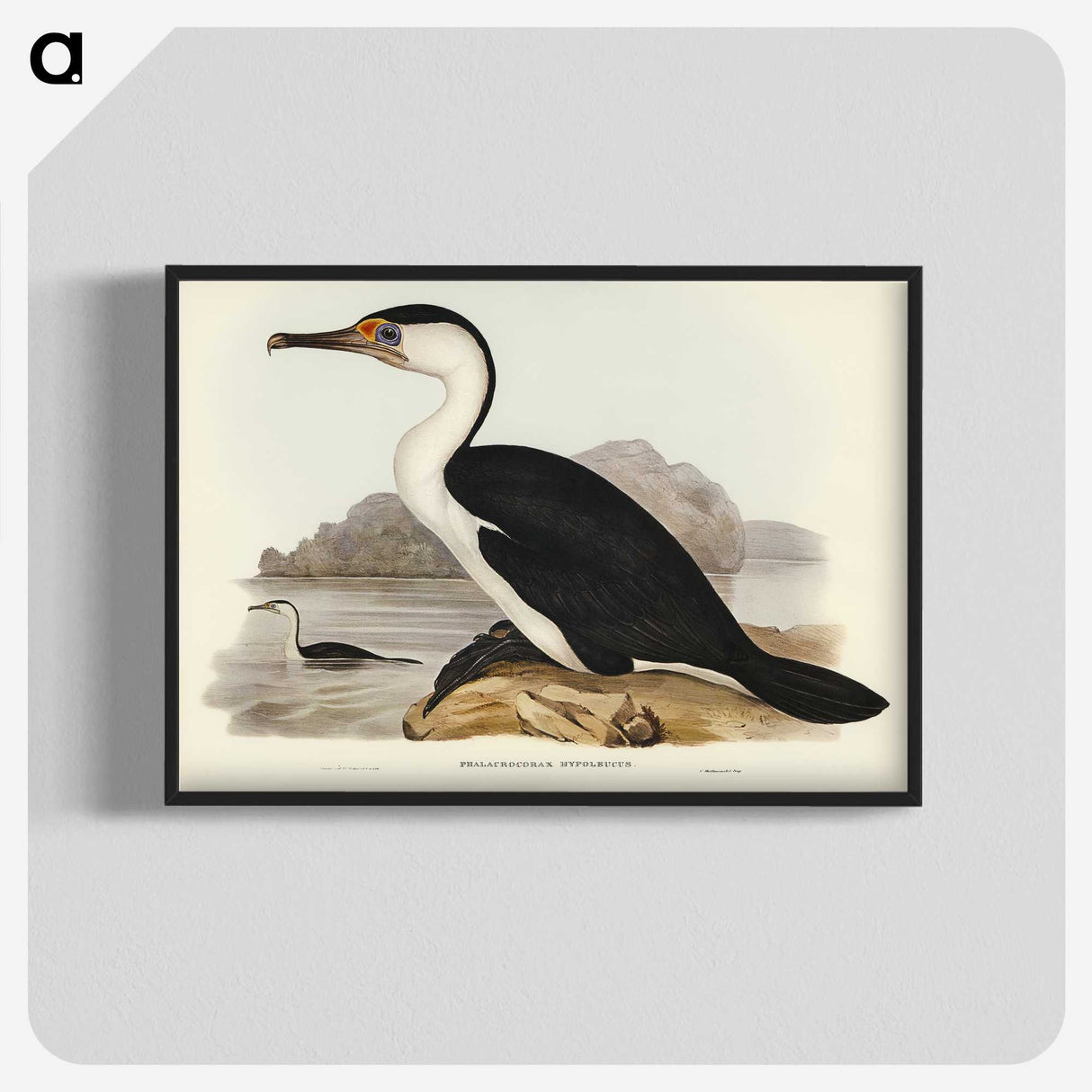2-83_John-Gould_blk-crop