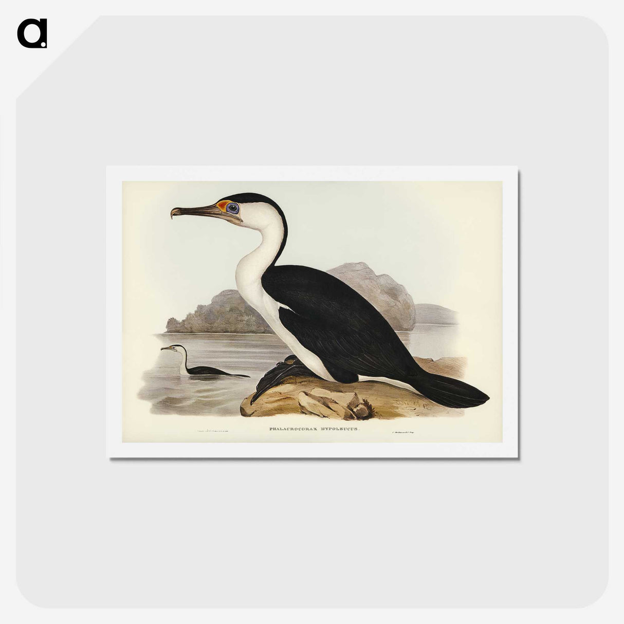2-83_John-Gould_hagaki