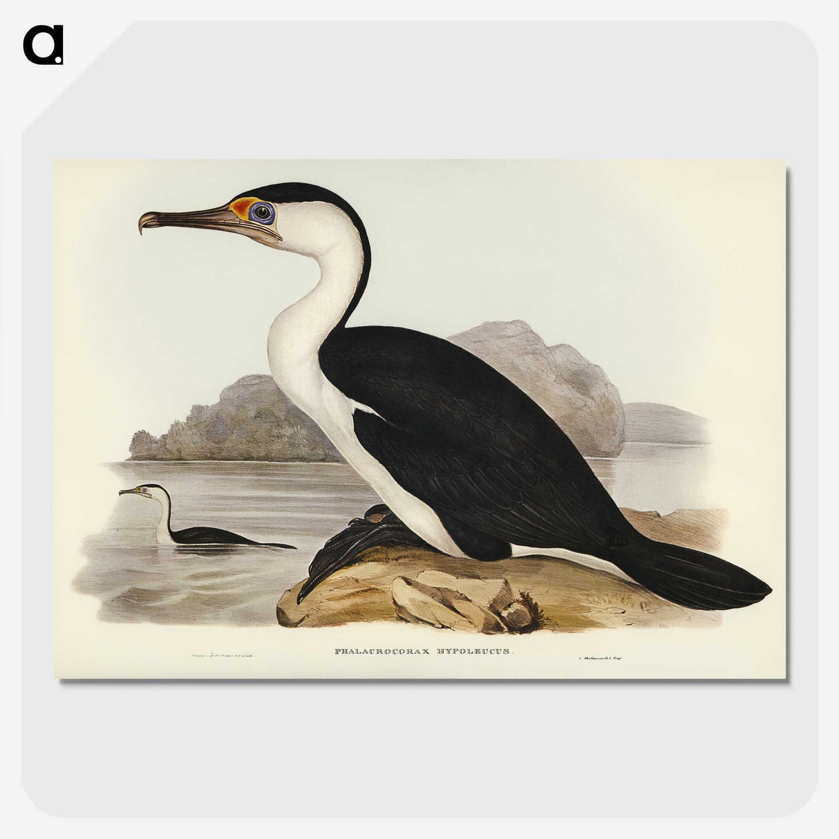 2-83_John-Gould_picture-crop