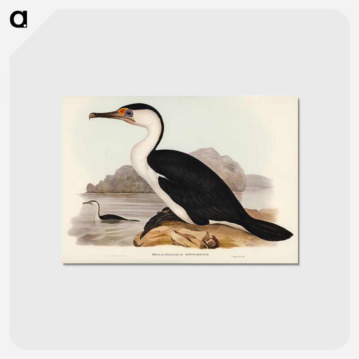 アートポストカード-Pied Cormorant
- ジョン グールド Postcard.