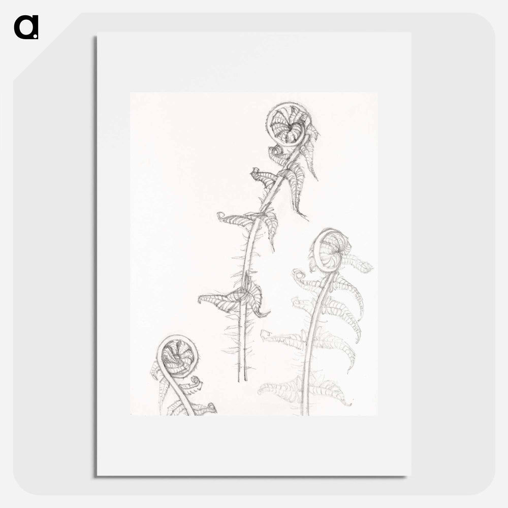 Sketches of fronds - Julie de Grague Poster.