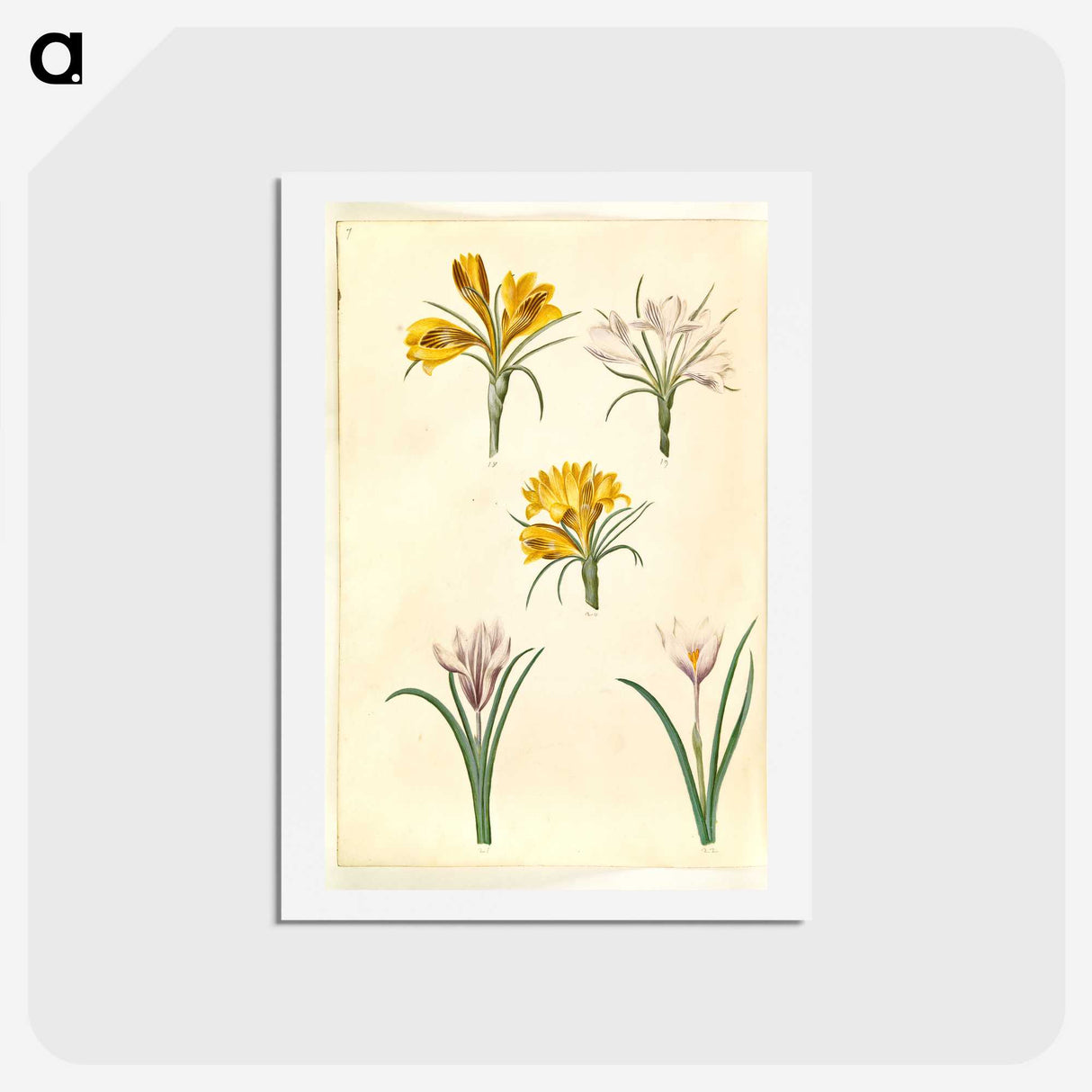 2-83_Maria-Sibylla-Merian_hagaki