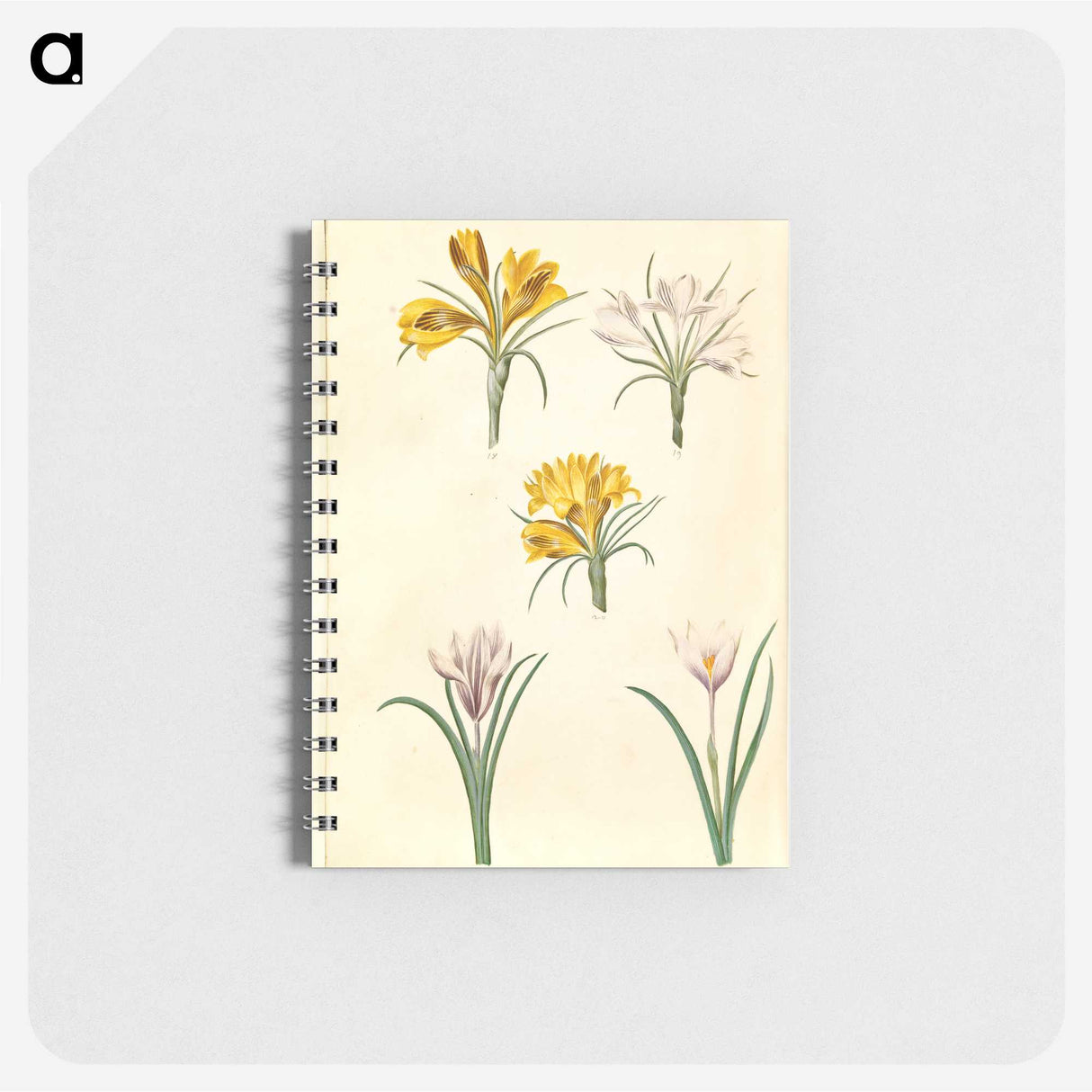 2-83_Maria-Sibylla-Merian_memo