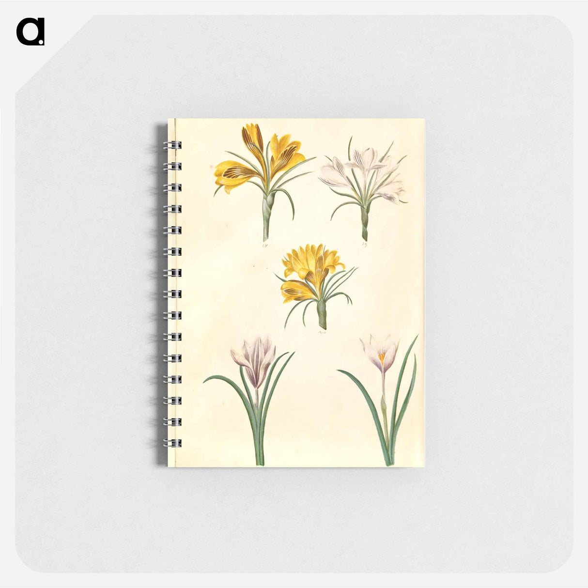 アートメモ帳-Crocus Collection
- マリア ジビーラ メーリアン Memo.