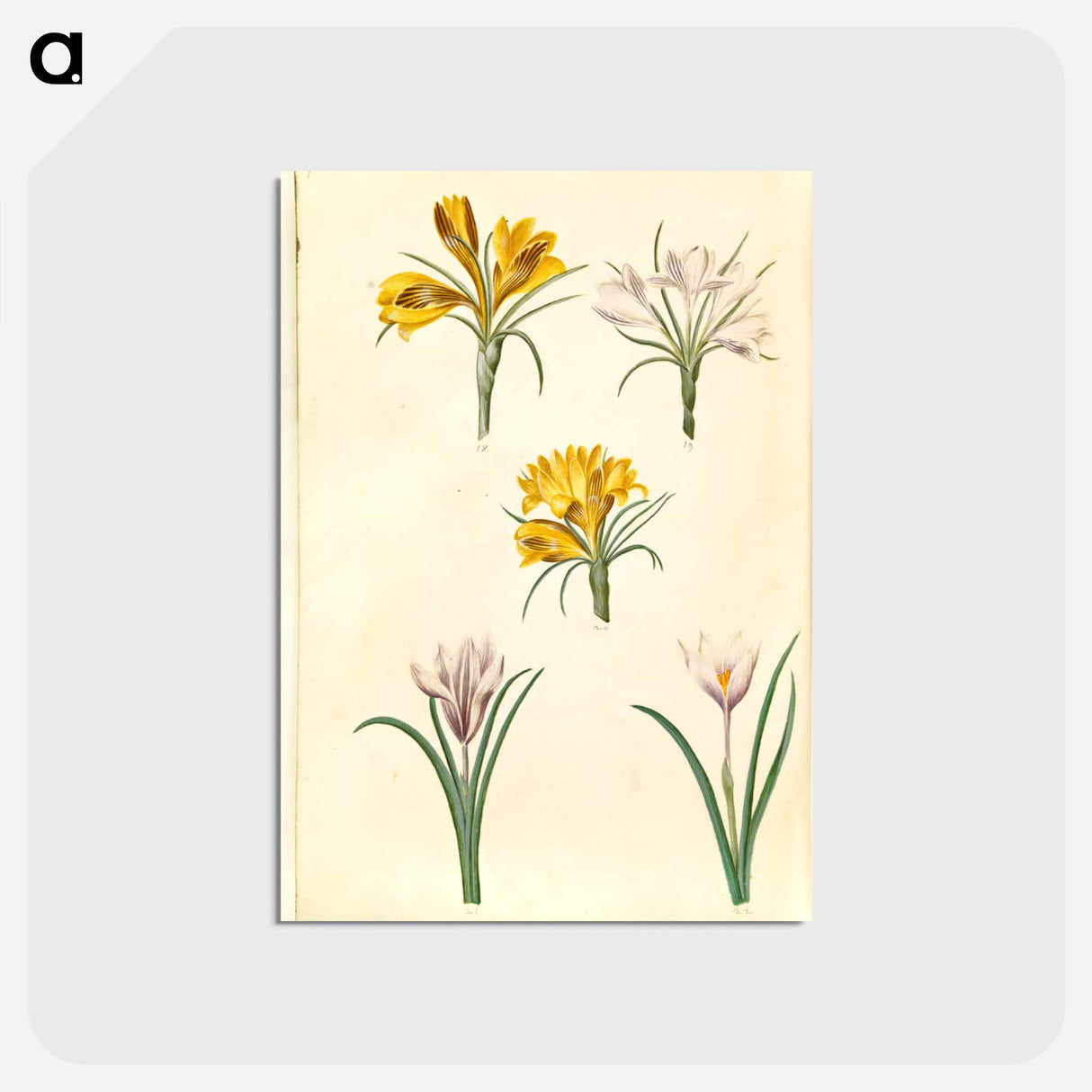 アートポストカード-Crocus Collection
- マリア ジビーラ メーリアン Postcard.