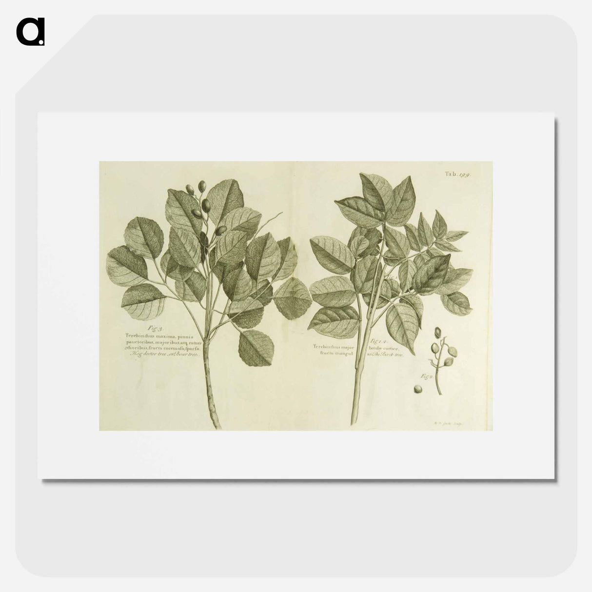 アートポスター-Hog Doctor Tree, or Boar Tree, and the Birch Tree
- 国立医学図書館 Poster.