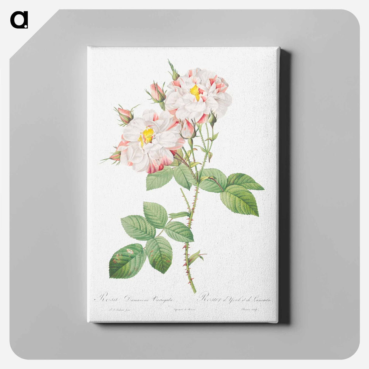 Damask Rose, York and Lancaster Rose - Pierre-Joseph Redouté Canvas.