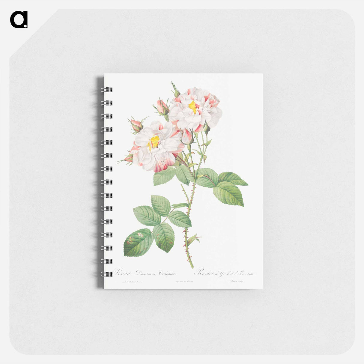 Damask Rose, York and Lancaster Rose - ピエール ジョゼフ ルドゥーテ Memo.