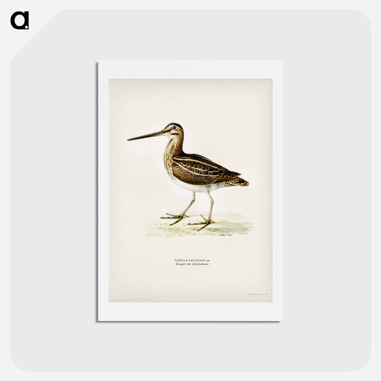 アートポストカード-Common Snipe
- スヴェンスカ フォグラル Postcard.