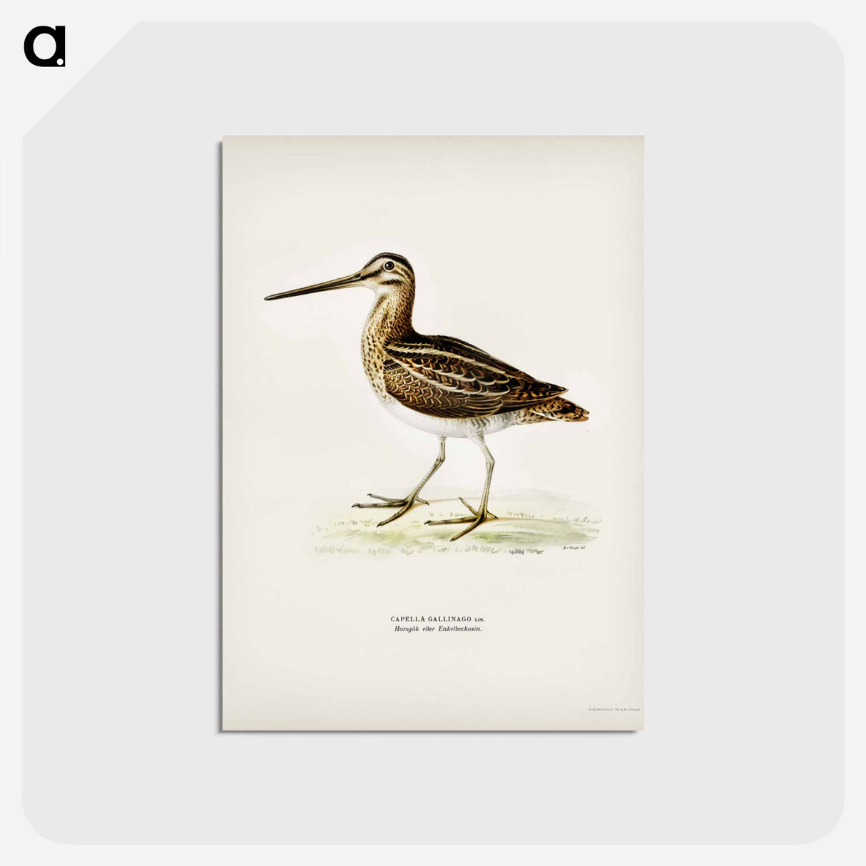 アートポストカード-Common Snipe
- スヴェンスカ フォグラル Postcard.