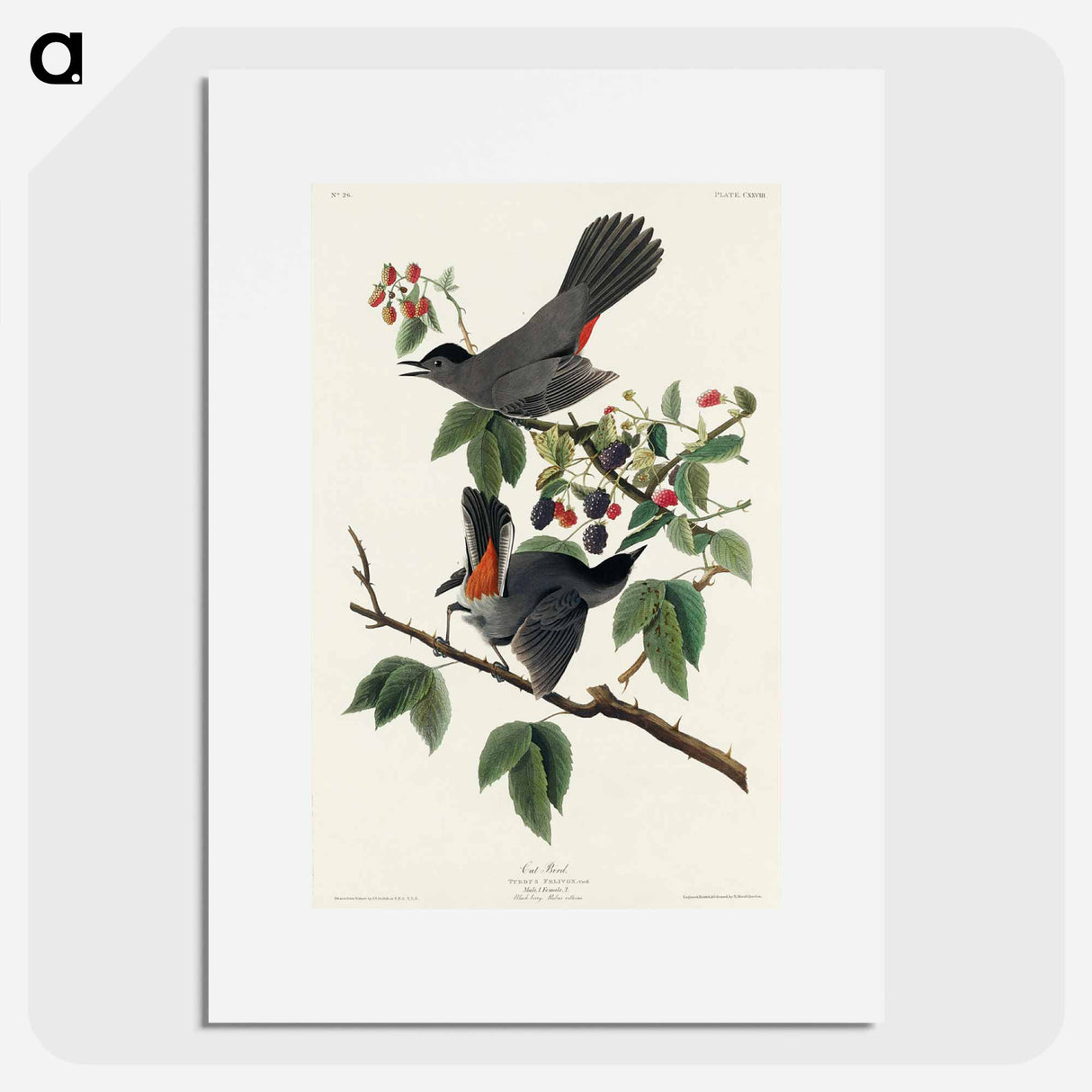 アートポスター-Cat Bird from Birds of America
- アメリカの鳥たち Poster.