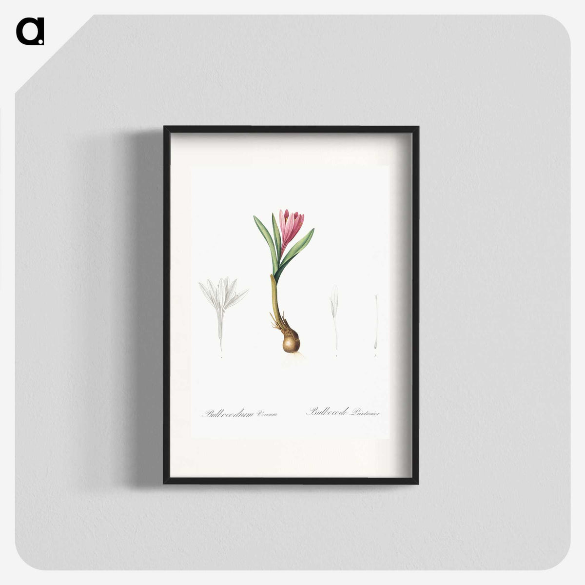 2-83_The-Lilies_blk