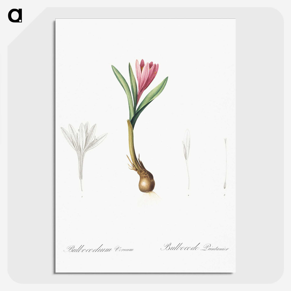 2-83_The-Lilies_picture-crop
