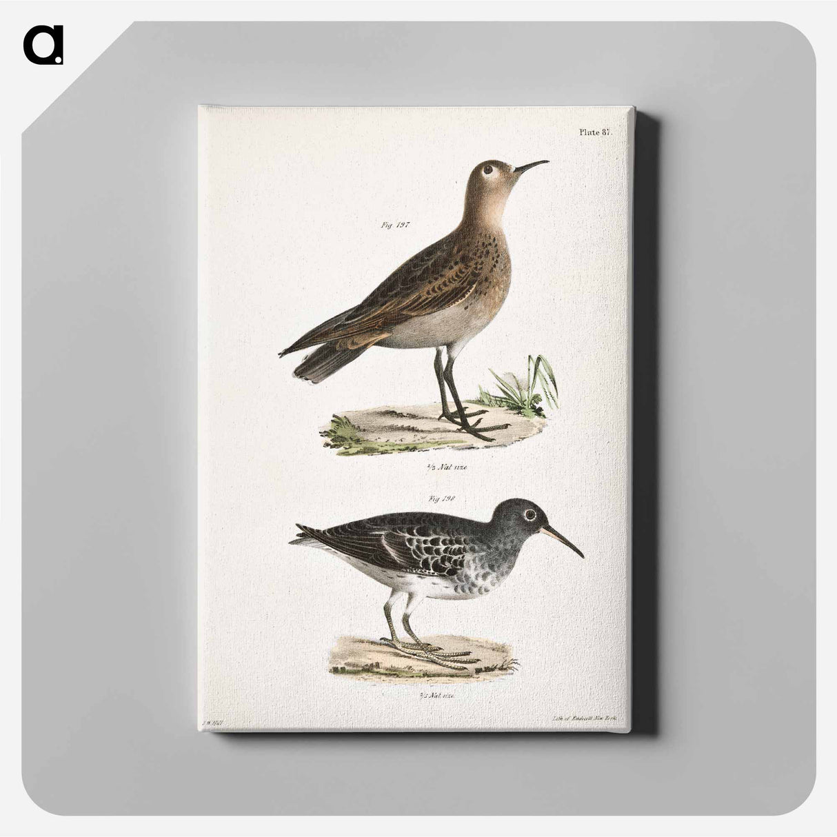 Buff-breasted Sandpiper (Tringa rufescens) 198. Purple Sandpiper (Tringa maritima) illustration from Zoology of New York by - ニューヨークの動物学 Canvas.