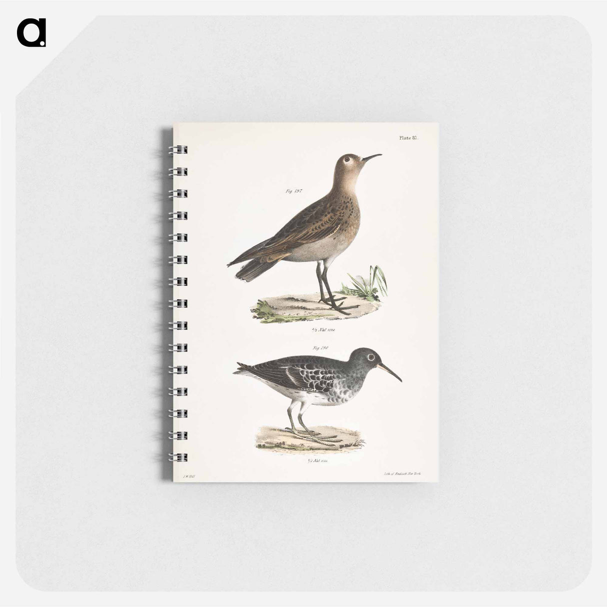 Buff-breasted Sandpiper (Tringa rufescens) 198. Purple Sandpiper (Tringa maritima) illustration from Zoology of New York by - ニューヨークの動物学 Memo.