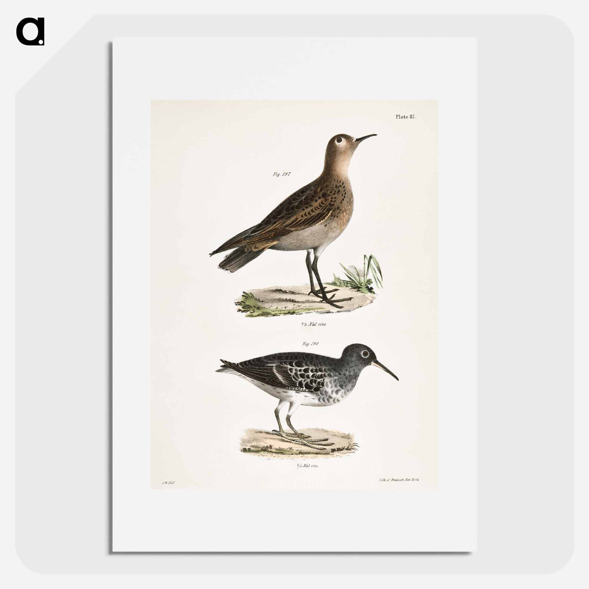 アートポスター-Buff-breasted Sandpiper (Tringa rufescens) 198. Purple Sandpiper (Tringa maritima) illustration from Zoology of New York by - ニューヨークの動物学 Poster.