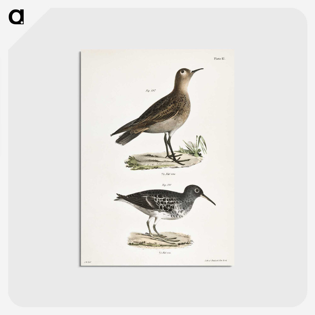 2-83_Zoology-of-New-York_postcard