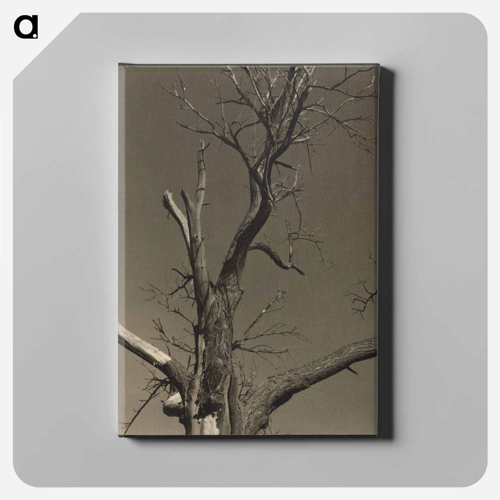 Chestnut Tree, Lake George - アルフレッド スティーグリッツ Canvas.