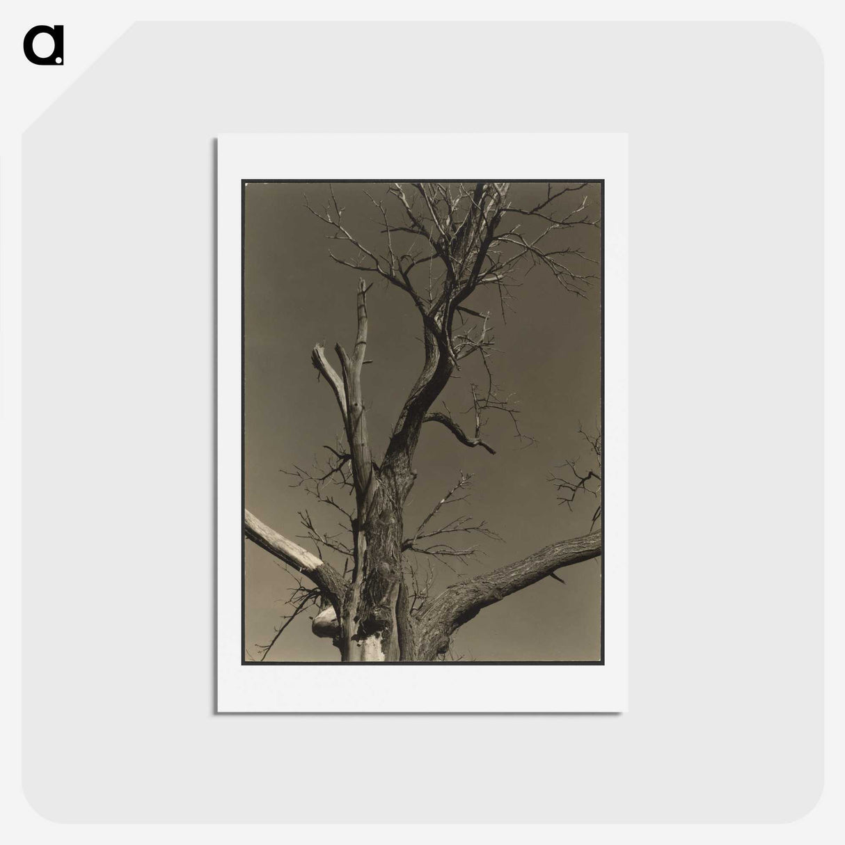 2-84_Alfred-Stieglitz_hagaki