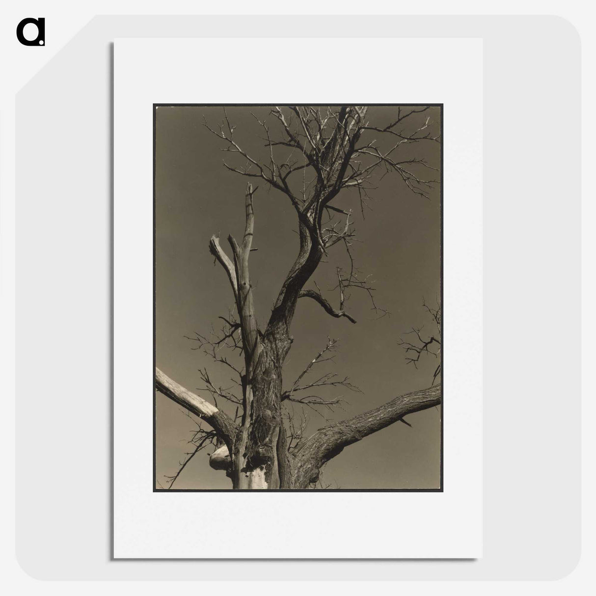 2-84_Alfred-Stieglitz_picture