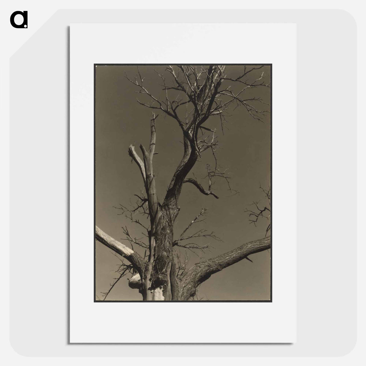 アートポスター-Chestnut Tree, Lake George - アルフレッド スティーグリッツ Poster.