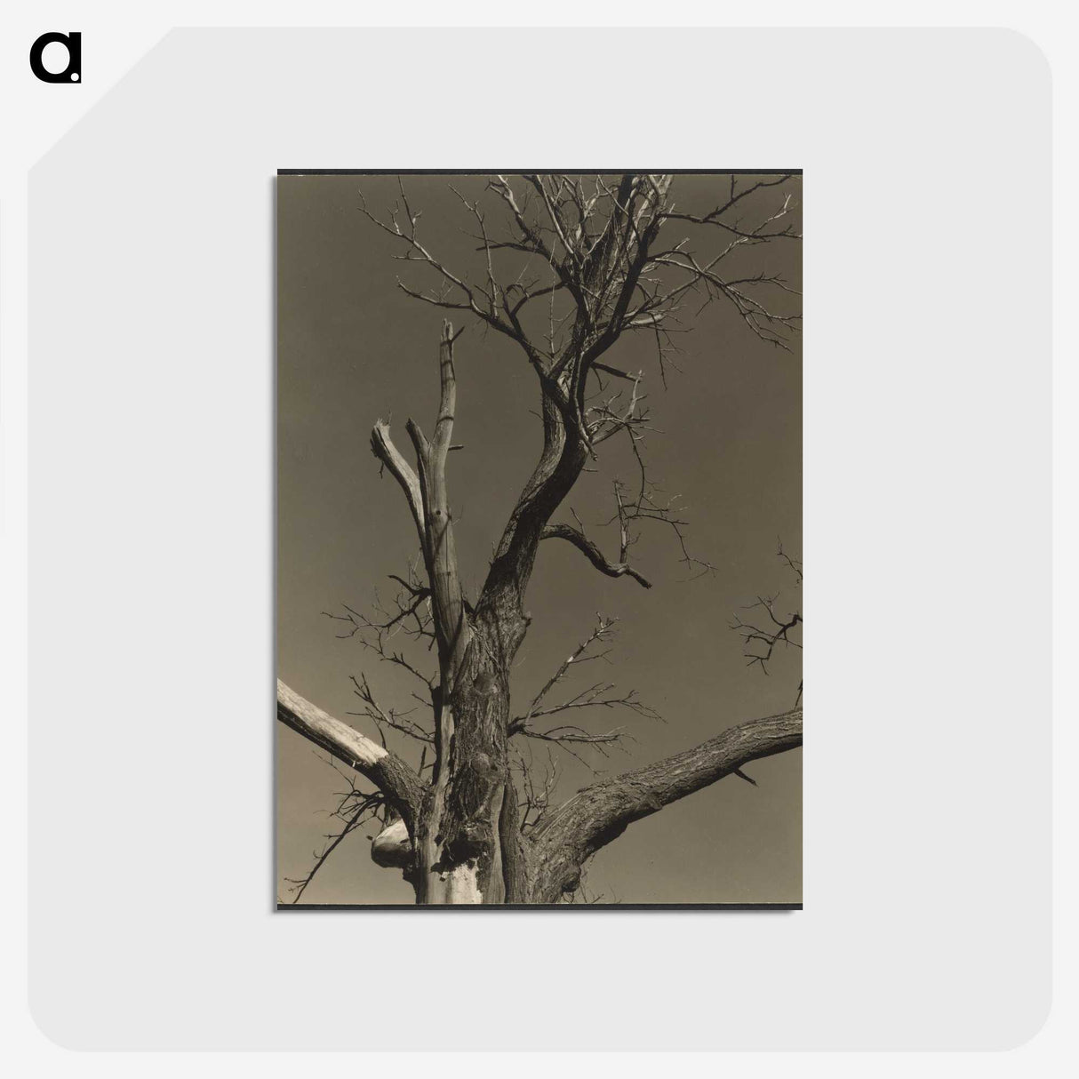 2-84_Alfred-Stieglitz_postcard