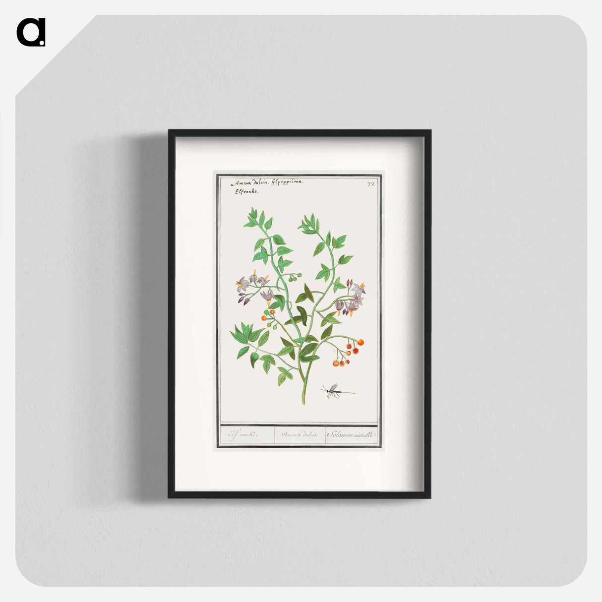 アートポスター-Bittersweet, Solanum dulcamara - アンセルムス ボエティウス デ ブート Poster.