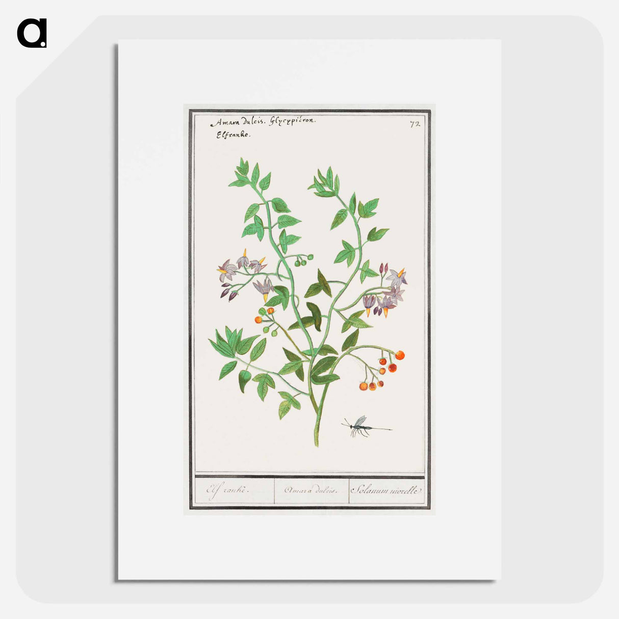 アートポスター-Bittersweet, Solanum dulcamara - アンセルムス ボエティウス デ ブート Poster.